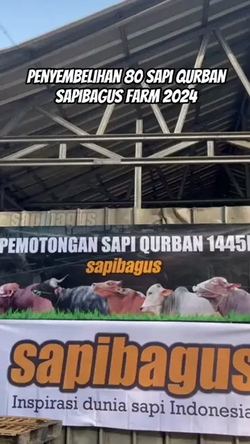 Sapi-Qurban-Sapibagus-Farm-2024
